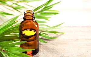 Aceite de Menta 100% Puro y Natural Lembaco, Aceites Esenciales Frescos para Aromaterapia, Revitalizador de Piel, Venta al Por Mayor - Product Image 3