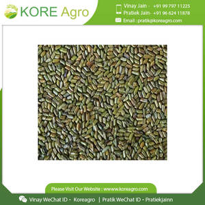 Semillas de Cassia Tora frescas de grado superior de la mejor calidad, extracto de hierbas cultivadas silvestres, embalaje de tambor, suministro directo a granel de la India - Product Image 6