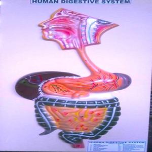 Équipement de test du système digestif humain - Product Image 3