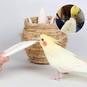 Hueso de Sepia Crudo al por Mayor, Concha Marina Blanca, Estilo Animal Natural, Listo para Enviar para Manualidades - Product Image 1