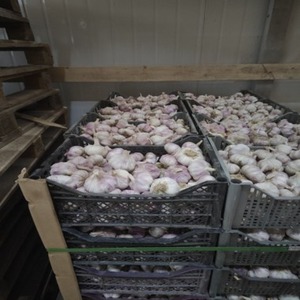 Ail blanc frais de nouvelle récolte à vendre en gros, de bonne qualité, fabricant fournisseur - Product Image 1