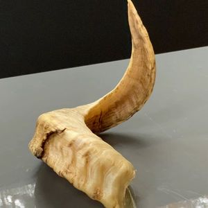 เขาแกะแท้ ขัดเงาธรรมชาติ สำหรับตกแต่งและงานฝีมือ คุณภาพสูง - Product Image 1