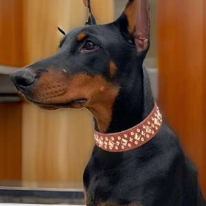 ปลอกคอสุนัขหนังพรีเมี่ยม DD ปลอกคอสัตว์เลี้ยงนุ่มสบาย - Product Image 5