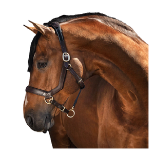 Meilleur Cuir Anatomique Racing & Training Halters for Horse Fabrication indienne Prix bas Acheter maintenant! - Product Image 4