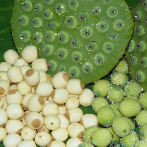 Promoción caliente Lutus Seeds Grow Your Garden con nuestras semillas de alta calidad Pida ahora para descuentos - Product Image 2