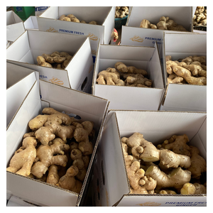 Gingembre frais de qualité supérieure Origine du Vietnam Saveur épicée Propre et sec Meilleur choix pour les importateurs - Product Image 3