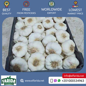 Ail blanc sec frais de haute qualité Origine premium Égypte Vente chaude Légumes Prix compétitif Acheteurs en gros - Product Image 6