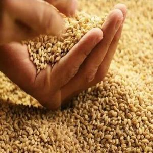 Té de cebada orgánico tostado, granos de cebada secos naturales, té de cebada a granel al por mayor, té de hierbas de cebada marrón - Product Image 1