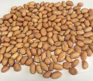 Cacahuetes blanco crudo indio Gujarat 25/50kg PP bolsa de extracción de aceite para consumo humano y animal - Product Image 5