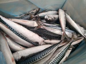 Boîte d'emballage congelée de poisson entier faible en gras de saumon catégorie a - Product Image 5