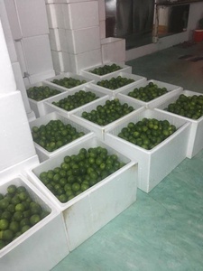 <b>Fresh</b> Green SEEDLESS LIME from Viet Nam Exporter with high quality and cheap price from Viet Nam - Product Image 5