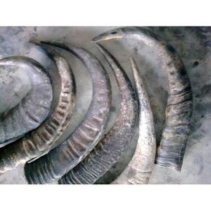 Friandises à mâcher en corne de buffle naturelle pour chiens, nettoyage des dents sain pour animaux de compagnie, sans odeur et durables par Falak World Export - Product Image 2