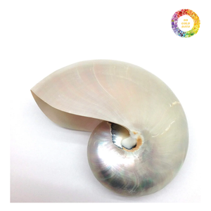 Nautilus Shell en bruto, Nautilus Shell pulido, gran exportador Nautilus Shell para artesanías, coleccionables y decoración - Product Image 5