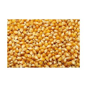 Maíz Amarillo de Alta Calidad en Venta, Maíz Amarillo Grado 1 y 2 - Product Image 6