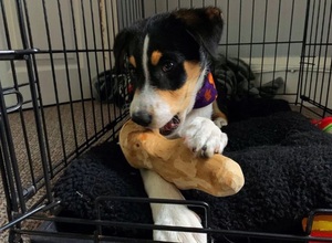 Juguete para masticar perros de madera de café Natural, duradero, seguro de digerir, Ideal para el cuidado de mascotas al por mayor y saludable a granel - Product Image 4