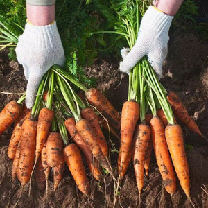 Zanahorias de alta calidad de Vietnam que cumplen con los estándares de exportación en productos agrícolas - Product Image 3