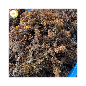 Alga Marina Sargassum Cruda de Alta Calidad para la Producción de Bioestimulantes y Soluciones de Agricultura Orgánica - Product Image 1