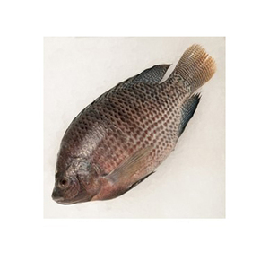 ปลานิลแช่แข็งโปรตีนสูงสดแช่แข็งและบรรจุจำนวนมากสำหรับผู้ซื้อต่างประเทศ - Product Image 2