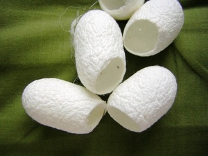 SILKWORM COCOON PARA HACER FIBRA DE SEDA PRODUCTO DE LUJO DE ALTA CALIDAD AL MEJOR PRECIO Y ALTO ESTÁNDAR PARA LA EXPORTACIÓN - Product Image 2