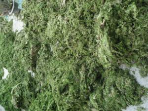 ผงสาหร่ายสีเขียวผลิตภัณฑ์สาหร่ายแห้ง - Product Image 5