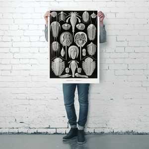 รูปแบบศิลปะของอี. ฮาเคิลในธรรมชาติ - โปสเตอร์รูปสัตว์ แผ่นที่ 47 ศิลปะติดผนังกระดาษ - Product Image 2