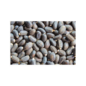 Graines de Jatropha de qualité supérieure, prix de gros, graines de Jatropha - Product Image 1