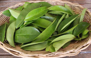 ใบทุเรียนเทศที่มีคุณภาพส่งออกเรามีใบแห้งอย่างพิถีพิถันตรงตามมาตรฐานสากล - Product Image 3