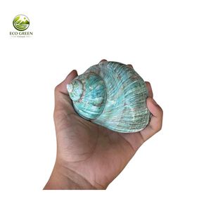 Coquillages Verts Turbo en Gros pour Crabes Hermites – Coquillages Marins Naturels Polis – Prix Usine - Product Image 3