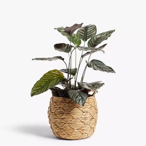 Water hyacinth plant display basket natural planters good quality planter <b>garden</b> essentials - Product Image 6