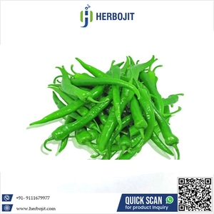 Meilleure vente de produit de haute qualité frais piment vert épicé pur naturel au prix le plus bas du fournisseur de confiance - Product Image 6