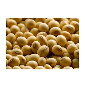 Frijoles de soja orgánicos de alta calidad Frijoles de soja secos naturales Embalados a granel para venta al por mayor - Product Image 5