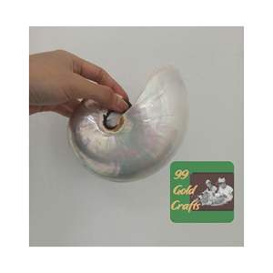 Concha Marina Nautilus seleccionada a mano, Concha Natural de calidad Premium para decoración, joyería artesanal y a granel, venta al por mayor de Vietnam - Product Image 1