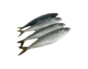 Oferta del Fabricante: Bloque de Materia Prima de Pescado Atún Congelado del Pacífico, Blanco y Azul, 200-250g, en Stock, de Buena Calidad - Product Image 1