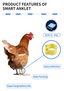 F-006 Papegaaienbeenring Nieuwe Outdoor Flight Training Accessoires Voor Vogelduif Open Voetring - Product Image 4