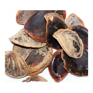 Opercules de coquillages en gros, emballage de morceaux de coquillages triés - Product Image 5