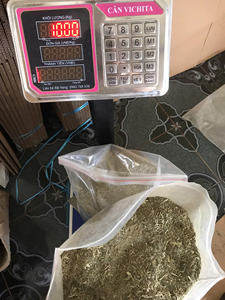 High Quality Premium Organic Natural Catnip Loose Leaf (Dried Crushed Catnip Herbs) Long-acting Digestive Health From VIETNAM - Product Image 3