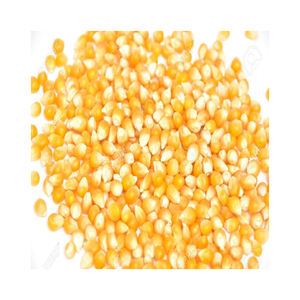 ข้าวโพดสีเหลือง/ข้าวโพดเลี้ยงสัตว์/ข้าวโพดสีเหลืองสำหรับอาหารสัตว์ปีกการบริโภคของมนุษย์ - Product Image 6
