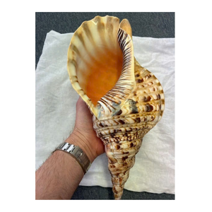 Shell Craft Material Trumpet Triton Shell de 99 Gold Data Vietnam pour le style de la maison et la décoration océanique - Product Image 6