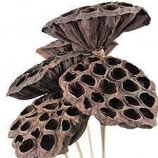 SNUFFLE LOTUS SEED POD POUR HAMSTER Toutes Race Taille Haute Qualité Fabriqué au Vietnam Usine En Gros - Product Image 3