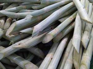 Producto en oferta de fábrica vietnamita - Caña de azúcar congelada, suministro de fábrica vietnamita, precio competitivo para pedidos al por mayor - Product Image 2