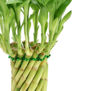 DreamCraft Plante de jardin en bambou vivant dans une jardinière en céramique Produit unique d'outil de tournage décoratif pour l'extérieur - Product Image 3