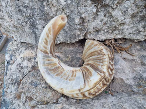 Shofar authentique Rambam Halakha, fait main, moderne, en corne de buffle naturelle, taille personnalisée, pour la prière de Rosh Hashanah et de Yom Kippur - Product Image 3