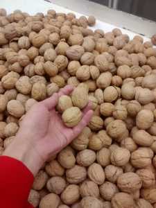 Núcleo de Nuez de Primera Calidad Sin Cáscara, Suministro de Fábrica, Venta Caliente, Núcleo de Nuez Seco Barato - Product Image 4