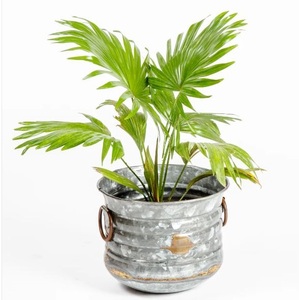 Seau à plantes en aluminium galvanisé, pots à fleurs rustiques, poignées, style classique américain, pots décoratifs de jardin écologiques - Product Image 2