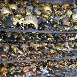 Caracoles Gigantes Africanos 100% Naturales Secos al por Mayor - Product Image 4