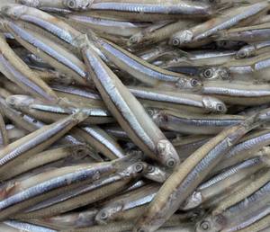 Anchois bleu entier congelé frais 24 mois de durée de conservation scellé sous vide IQF BQF 4-6cm emballage en vrac d'exportation de fruits de mer en gros du Vietnam - Product Image 1