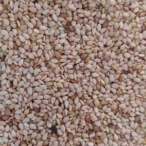 เมล็ดงาดำออร์แกนิก สดและแห้ง แบบผงสำหรับปลูก - Product Image 3