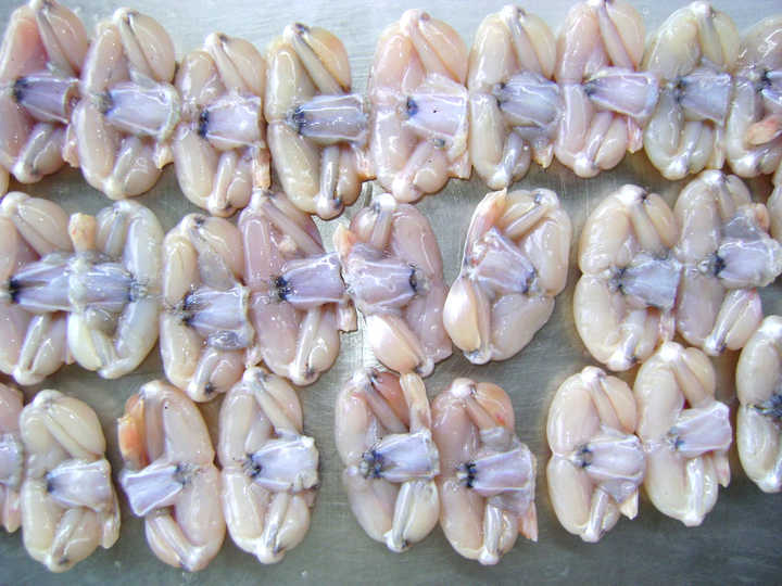 CHEAP FROZEN FROG LEG/TOP QUALITY FROZEN FROG LEG