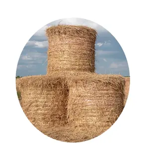 Gazon de paille de blé pour animaux du Pakistan, de qualité supérieure, graines d'herbe, nouveauté