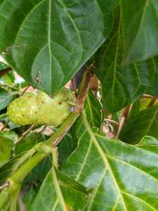 น้ำผลไม้สกัดเย็น noni บริสุทธิ์ผลไม้ที่อุดมด้วยสารอาหารที่ไม่ผ่านการกรองไม่มีสารกันบูดหรือน้ำตาลเป็นเพียงพลังของธรรมชาติ - Product Image 6
